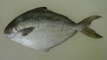 Image of Stromateus brasiliensis (Southwest Atlantic butterfish)