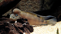 Image of Steatocranus casuarius (Lionhead cichlid)