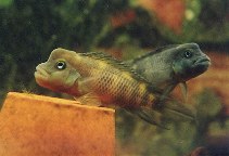 Image of Steatocranus casuarius (Lionhead cichlid)