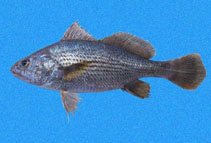 Image of Stellifer chrysoleuca (Shortnose stardrum)