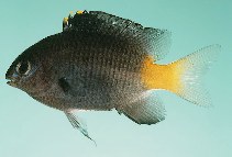 Image of Plectroglyphidodon fasciolatus (Pacific gregory)