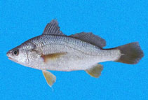 Image of Stellifer fuerthii (White stardrum)