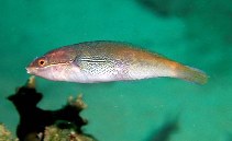 Image of Stethojulis interrupta (Cutribbon wrasse)