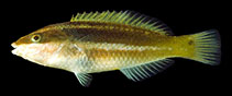 Image of Stethojulis marquesensis 