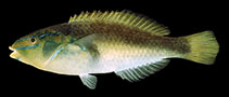 Image of Stethojulis marquesensis 