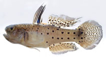 Image of Stigmatogobius sadanundio 