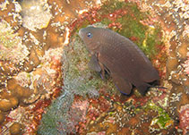 Image of Stegastes sanctaehelenae 