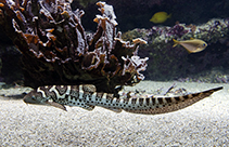 Image of Stegostoma tigrinum (Zebra shark)