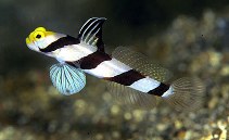 Image of Stonogobiops xanthorhinicus (Yellownose prawn-goby)