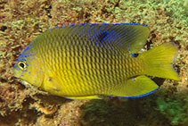 Image of Stegastes xanthurus 