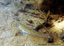 Image of Stenogobius yateiensis (Yaté\