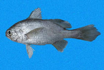 Image of Stellifer zestocarus (Softhead stardrum)