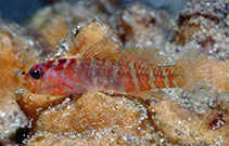 Image of Sueviota atrinasa (Blacknose dwarfgoby)