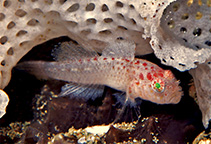 Image of Sueviota bryozophila (Bryozoan goby)