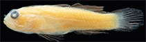 Image of Sueviota larsonae (Larson\