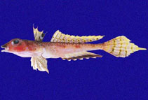 Image of Synchiropus atrilabiatus (Antler dragonet)