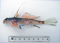 Image of Synchiropus australis (Queensland bigeye dragonet)