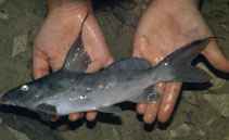 Image of Synodontis bastiani 