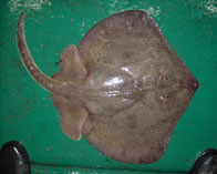 Image of Sympterygia bonapartii (Smallnose fanskate)