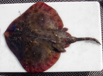 Image of Sympterygia brevicaudata (Shorttail fanskate)