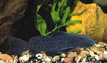 Image of Synodontis gobroni 