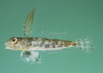 Image of Synchiropus kiyoae (Kiyo’s dragonet)