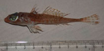 Image of Synchiropus phaeton (Phaeton dragonet)