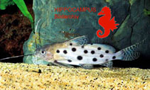 Image of Synodontis rebeli 