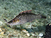 Image of Symphodus rostratus (Sublet)