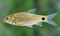 Image of Systomus sarana (Olive barb)