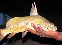 Image of Synodontis schall (Wahrindi)