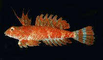 Image of Synchiropus sechellensis (Seychelles dragonet)