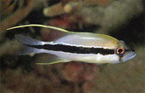 Image of Symphorichthys spilurus (Sailfin snapper)