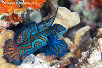 Image of Synchiropus splendidus (Mandarinfish)