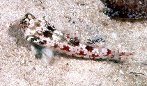 Image of Synchiropus stellatus (Starry dragonet)