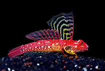 Image of Synchiropus sycorax (Ruby dragonet)