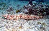 Image of Synodus synodus (Diamond lizardfish)