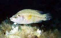 Image of Symphodus tinca (East Atlantic peacock wrasse)