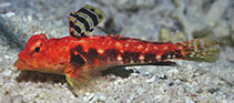 Image of Synchiropus tudorjonesi (Redback dragonet)