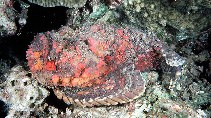 Image of Synanceia verrucosa (Stonefish)