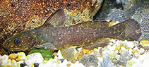 Image of Tachysurus adiposalis 