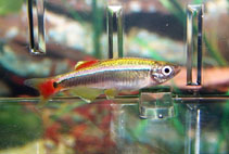 Image of Tanichthys albonubes (White cloud mountain minnow)