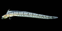 Image of Tanyemblemaria alleni (Slender blenny)