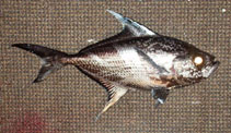 Image of Taractes asper (Rough pomfret)