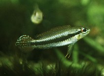 Image of Taeniacara candidi 