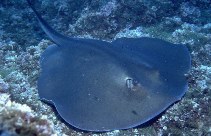 Image of Taeniurops grabatus (Round stingray)