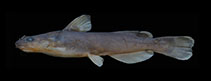 Image of Tachysurus gracilis 