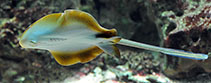 Image of Taeniura lymma (Ribbontail stingray)