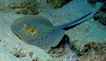 Image of Taeniura lymma (Ribbontail stingray)