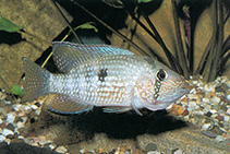 Image of Tahuantinsuyoa macantzatza 